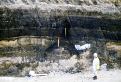 The outcrop of the Cobham Lignite