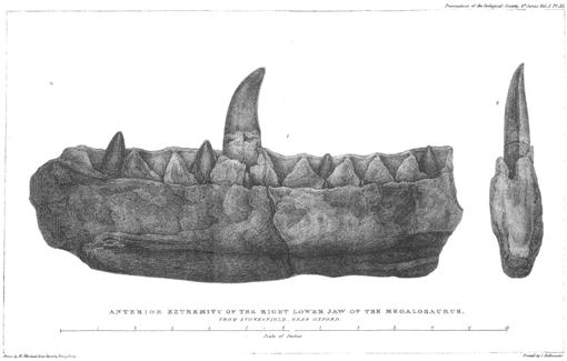 Megalosaurus