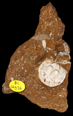 The brachiopod Estlandia from the Oil Shale (Kukruse Formation - Ordovician Caradoc) of Estonia. Both genus and family are endemic to this terrane, indicating how isolated Baltica was in the Ordovician. Photo Phil Crabb. © Natural History Museum.