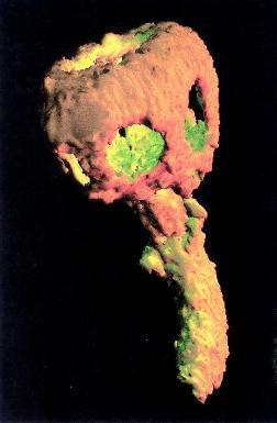 Namacalathus reconstruction. Image courtesy, Prof. John Grotzinger. A Neoproterozoic fossil from Namibia.