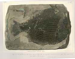 Fossil Fish